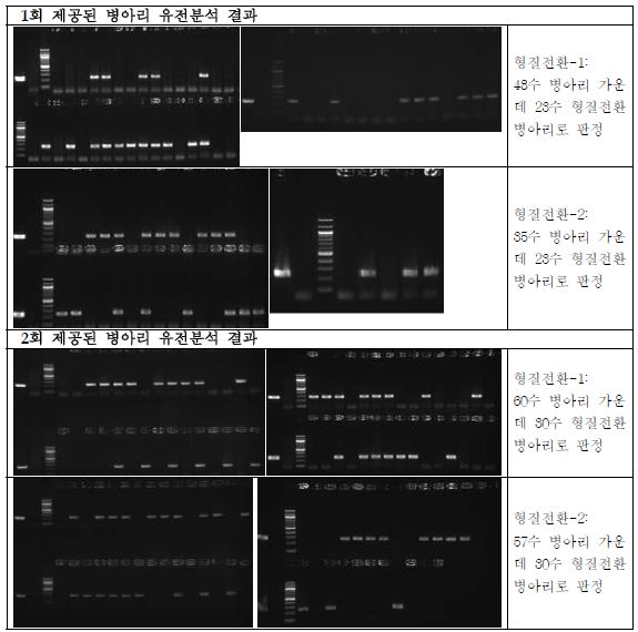 병아리 PCR 유전분석 결과