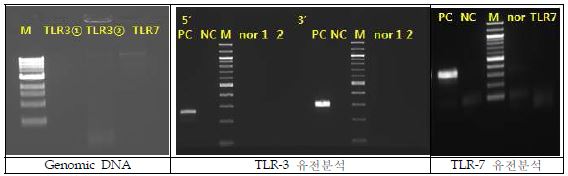 세포를 이식한 수탉의 정액내 TLR-3/7 유전분석 결과