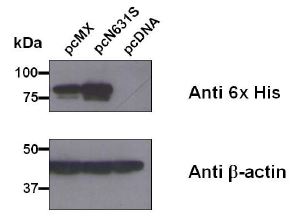 mammalian 세포(HEK293T)에 pc-Mx and pcN631S를 트렌스펙션 후 48시간의 Westernblot 결과