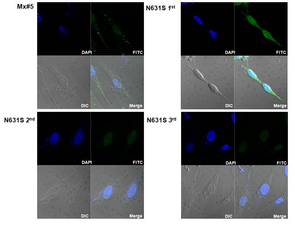 MX와 N631S 발현 stable cell line의 IFA 결과.