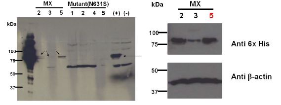 MX와 N631S 발현 stable cell line의 Westernblot 결과.