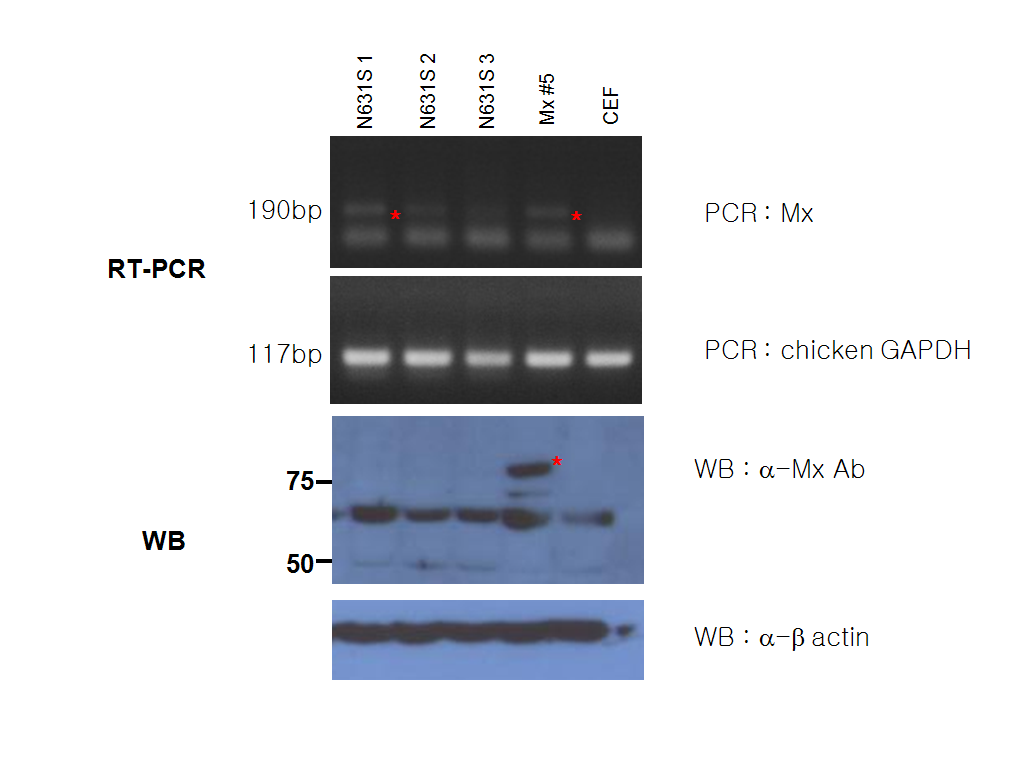 N631S 발현 stable cell line의 RT-PCR 및 Western blot 결과