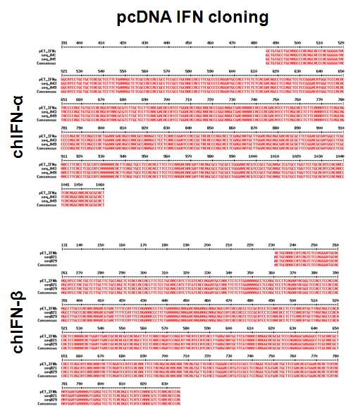 TA cloning and subcloning to pcDNA 3.1a transfection vector