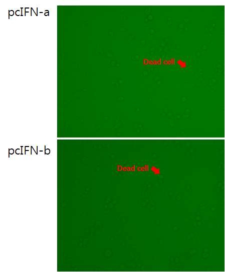 Cytotoxicity of strongly expressed IFN in CEF.