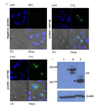 type I IFN transient over-expression DF-1.