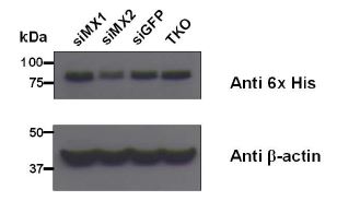 siRNA2 against MX shows 50% reduction efficiency