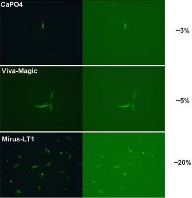 Comparison between variety of transfection method. Mirus-LT1 shows higher transfection efficiency than other method