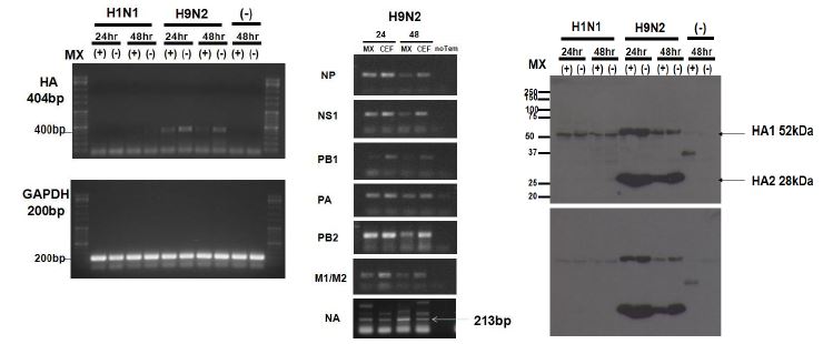 AI(H1N1, H9N2) infection experiment of Mx stably expressing cell line.