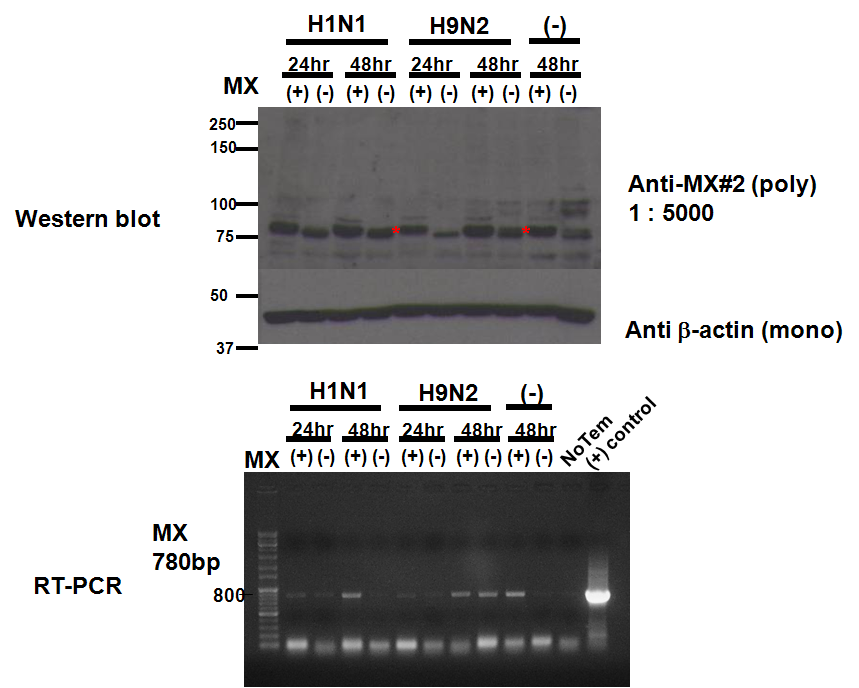 AI(H1N1, H9N2) infection experiment of Mx stably expressing cell line. Mx mRNA and protein is detected by RT-PCR and Western blot