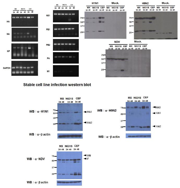 RT-PCR, Western blot results of H9N2, H1N1, NDV infected cells.