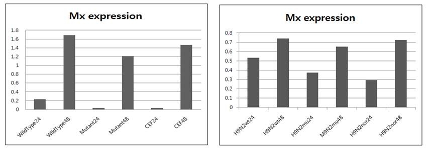 Real time RT-PCR result of Mx gene which is expressed in H1N1, H9N2 infected stable cell line. left for H1N1, right for H9N2.