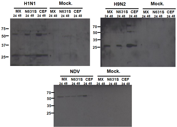 Western blot analysis of H1N1, H9N2, NDV infected primary cell line.