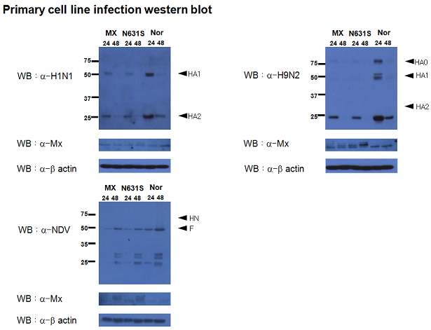 Viral protein detection of H1N1, H9N2, NDV infected primary cell line