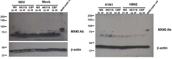 MX detection of H1N1, H9N2, NDV infected primary cell line.