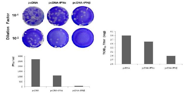 plaque assay를 통한 AIV H1N1 바이러스에 대한 type I IFN transient over-expression CEF의 저항성.