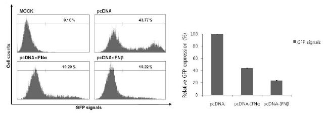 Flowcytometry analysis를 통한 NDV-GFP에 대한 type I IFN transient over-expression CEF의 저항성.