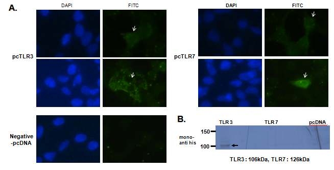 mammalian 세포에서 TLR3, 7의 발현 후 IFA 및 Westernblot 결과.