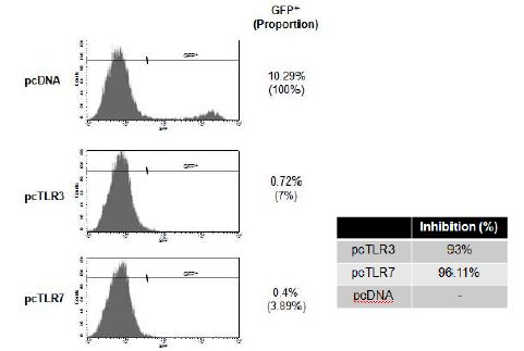 chicken TLR-3, -7 발현 trachea epithelial primary cell세포에서 NDV-GFP 감염 후 억제 효과.