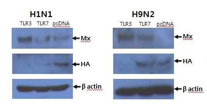 chicken TLR-3, -7 발현 trachea epithelial primary cell세포에서 AIV H1N1 H9N2 감염 후 억제 효과