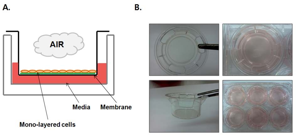 기관 상피세포가 공기 중에 노출 시스템 모식도 및 적용