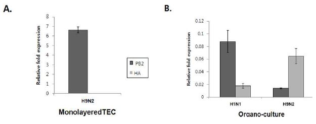 기관 상피세포 culture 후 influenza H1N1 및 H9N2 감염 시험결과.