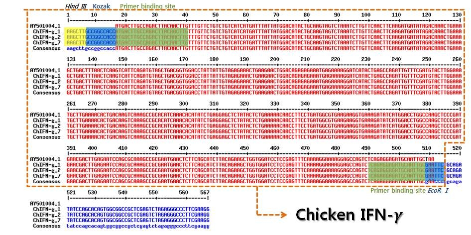 chicken IFN-γ의 유전자 염기서열 확인