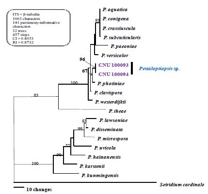 포도에서 분리한 P estalotiopsis sp.균의 ITS 및 β-tubulin gene을 이용하여 작성한 parsimonious trees(2년간 수행한 연구결과임).