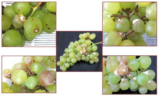 Pestalotiopsis sp.의 인위적 접종한 유도한 포도 ‘청수’의 병징 (접종 후 14일)