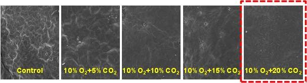 체리 ‘좌등금’의 CA 저장 70일후 과피 표면의 현미경 관찰