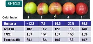 지역별 토마토 종류에 따른 생산성(2009)