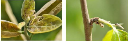 감에서 차잎말이나방(H omona magnanima, 좌)과 복숭아순나방(Grapholita molesta, 우)의 피해증상