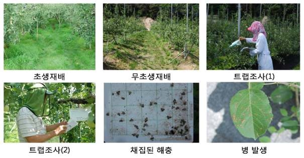 과수원에서 녹비작물 병해충 발생 조사(2013년)