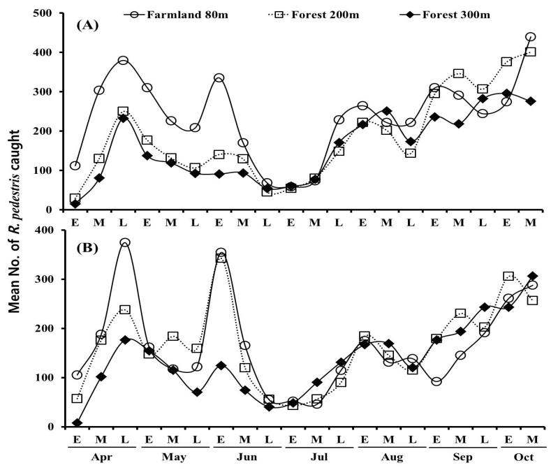 Number of R. pedestri adults caught on Mt. Yangseong at site A (A) and B (B) during 3 years (2010 - 2012). The investigates areas were farmland at 80 m and forests at 200 and 300 m, respectively