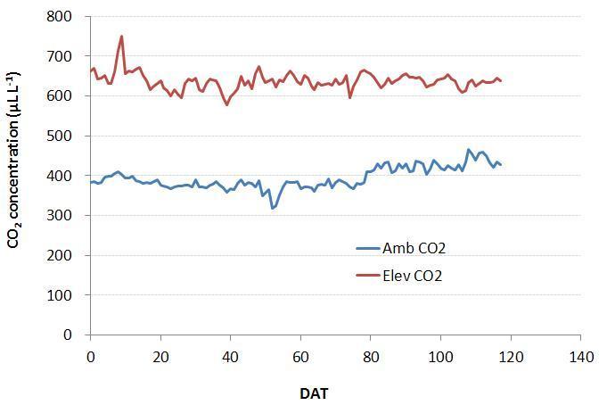 CO2상승구와 대기조건처리구의 일평균 CO2 농도 변화; 전 생육기의 평균 CO2농도는 CO2상승구 673.2ppmV, 대기조건 처리구393.8ppmV