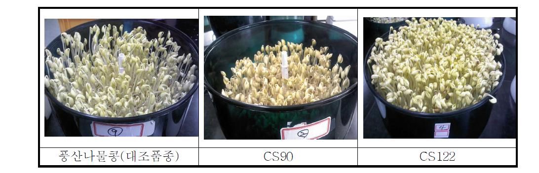 콩나물콩 유망자원 CS122, CS90의 콩나물 생산성시험 결과