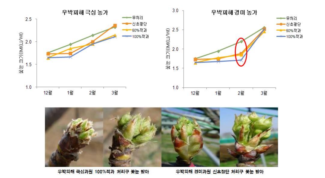 우박피해과원의 처리 및 시기에 따른 꽃눈 크기 변화(상) 및 발아기 모습(하)