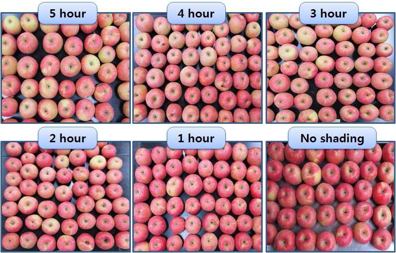 사과 과원 일조방해 시간별 과실 품질