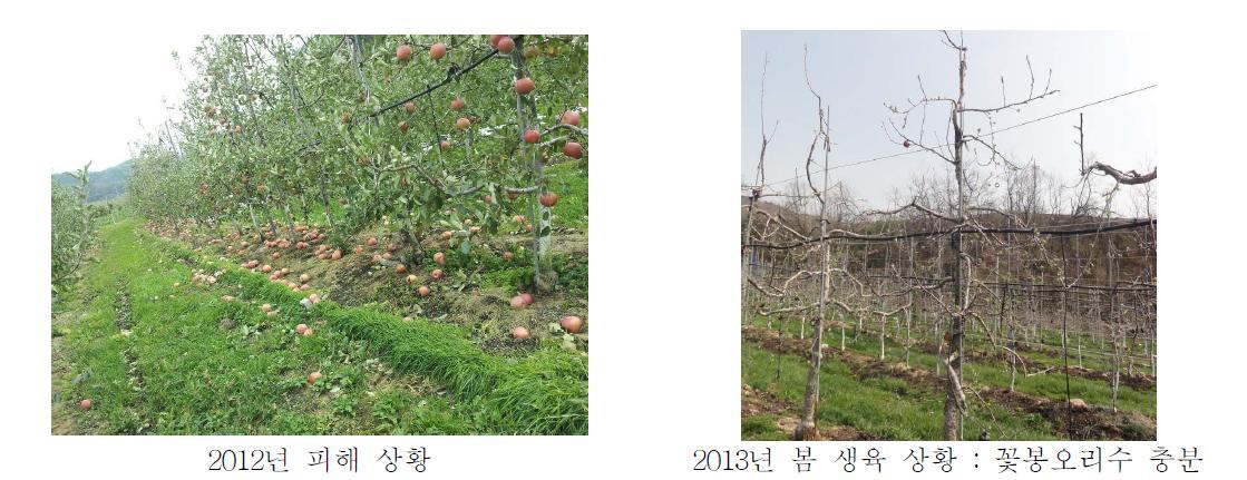 2012년 태풍에 의한 낙엽 및 낙과피해를 받았던 과원의 2013년 꽃눈 착생 현황