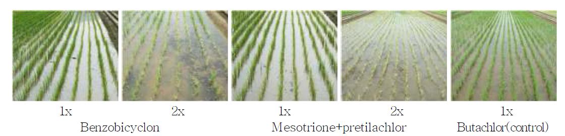 Leaf chlorosis injury of Indica×Japonica rice cultivars at June 15, 2012 treated with different application rates of benzobicyclon and mesotrione+pretilachlor