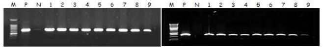 M dJ OI NTLESS 유전자 PCR(좌), nptI I (선발유전자) PCR(우)