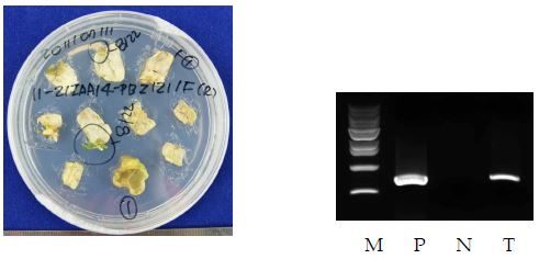 MdIAA14 유전자 도입된 신초와 PCR 확인