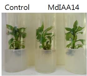 MdIAA14 유전자 도입된 식물체