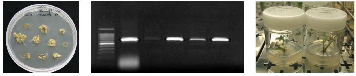 MdJOINTLESS antisense 유전자 도입 식물체와 PCR 확인