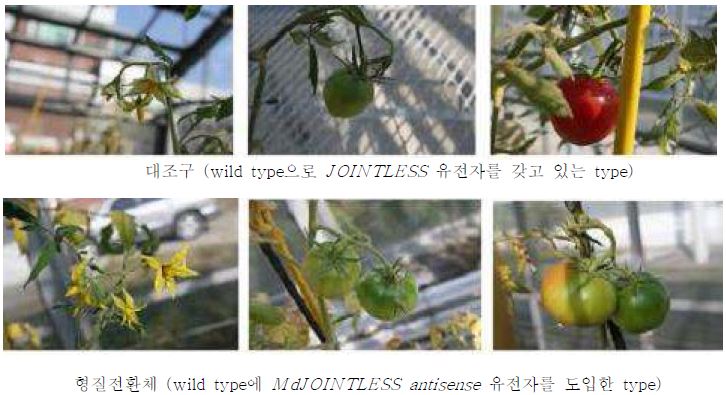 dJ OI NTLESS 유전자 도입 모델 식물체 (토마토)