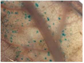 Agrobacterium을 이용한 형질전환된 `신고` 잎 절편체에서 GUS 유전자의 발현