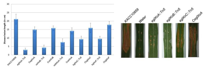 Pathogenecity of marker exchanged transposon mutants in cellulase genes of X . oryzae pv. oryzae KACC10859