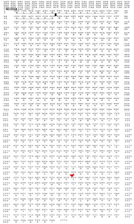 Nucleotide sequence of celX oB cellulase gene. Box sequences indicate ribosomal bidi ng sites and the underlined sequences predicted signal peptide. The triangle arrowhead indi cates transposon insertion site