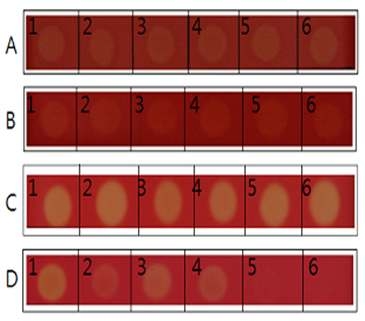 Cellulase activity of transposon mutant strains on carboxymethylcellulose(CMC) media under different conditions. A: Cell grown on NB medium, B: culture filtrate from NB medium, C: Cell grown on NB medium, D: culture filtrate from XOM2 medium, Lane 1; Xoo KACC10859 Lane 2; eglxoA::Tn5 Lane 3; eglxoB::Tn5 Lane 4; eglxoC::Tn5; Lane 5; hrpX::Tn5, Lane 6; xpsF::Tn5.