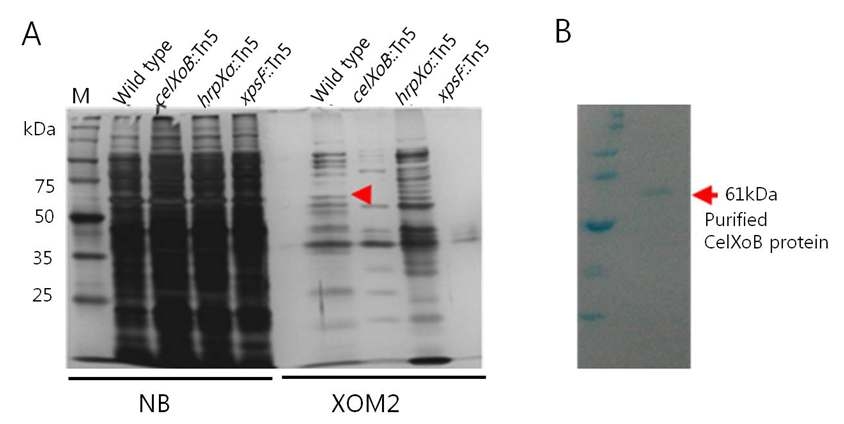 SDS-PAGE of secretory proteins from different X . oryzae pv. oryzae strains (A) and overexpresed CelXoB protein (B)