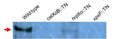 Western blot analysis using Anti-CelXoB.